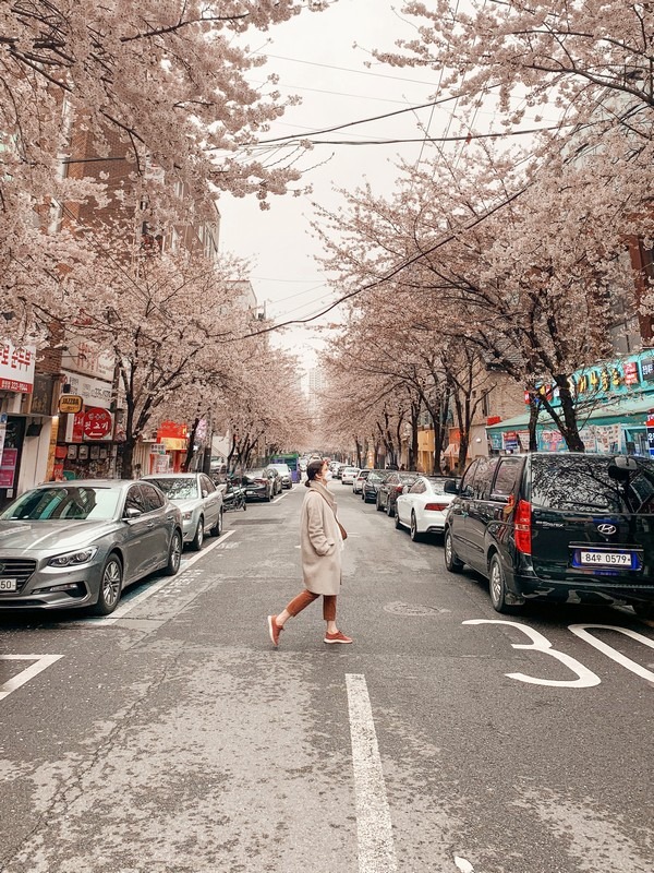 Hapjeong, Seoul, Korea: Cherry Blossoms