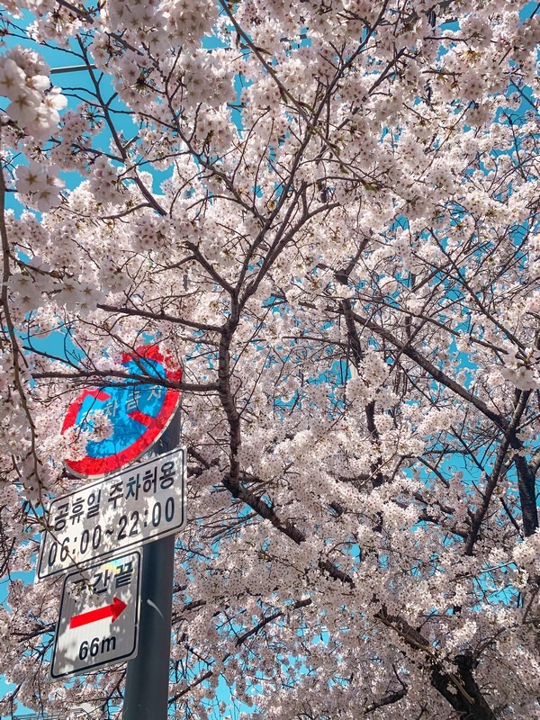 Bulgwang Stream, Eunpyeong-gu, Seoul, Korea: Cherry Blossoms