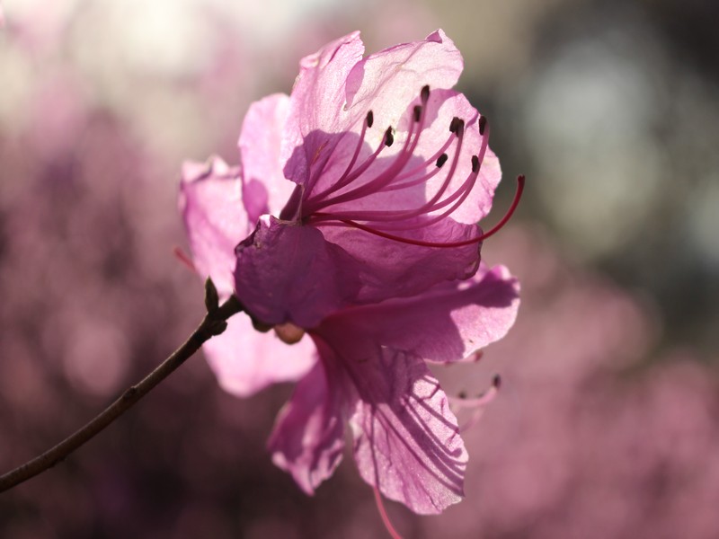 Wonmisan, Bucheon, Gyeonggi-do: Azaleas