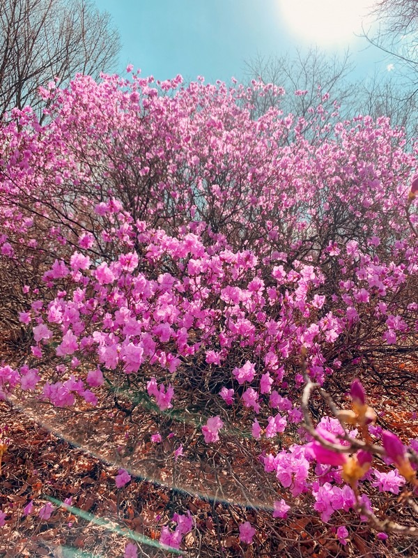 Wonmisan, Bucheon, Gyeonggi-do: Azaleas