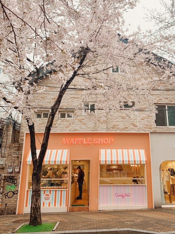 Hapjeong, Seoul, Korea: Cherry Blossoms