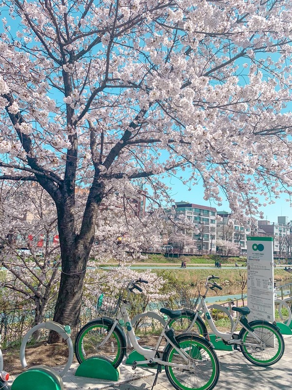 Bulgwang Stream, Eunpyeong-gu, Seoul, Korea: Cherry Blossoms