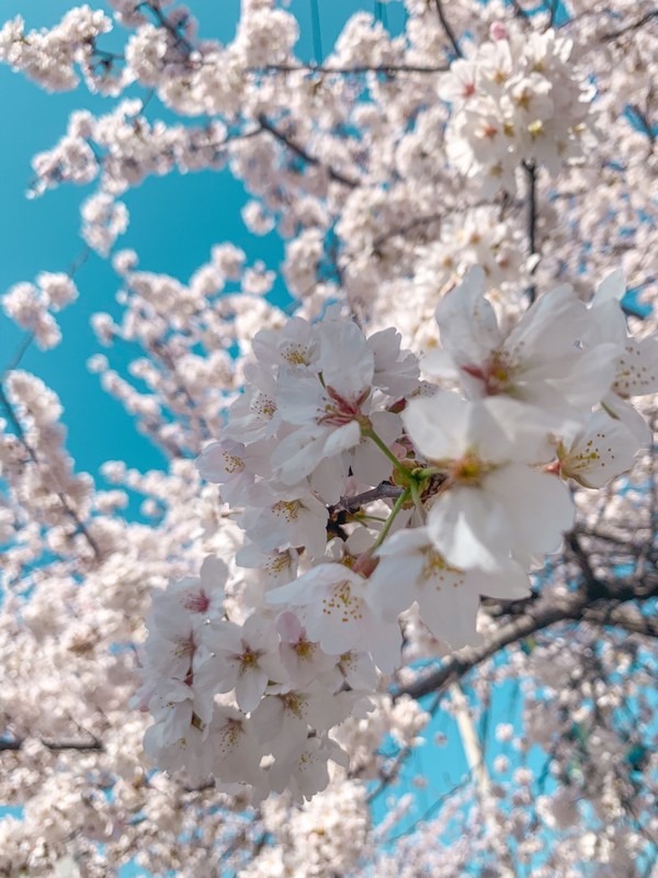 Bulgwang Stream, Eunpyeong-gu, Seoul, Korea: Cherry Blossoms