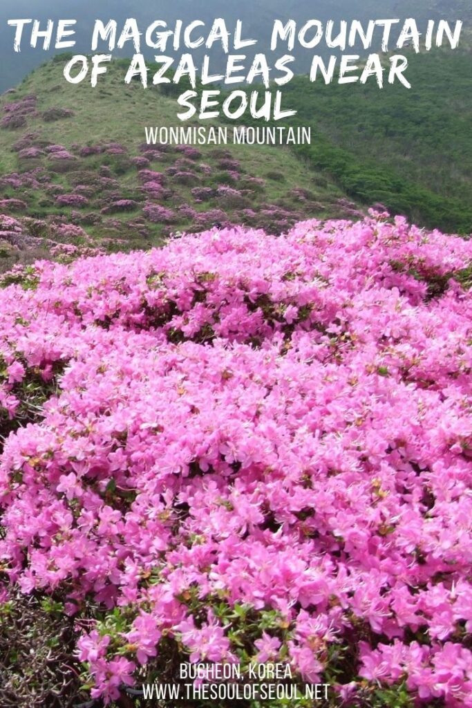 Wonimisan is a Magical Mountain of Azaleas South of Seoul: Wonmisan is a mountain covered in azaleas each spring. Just south of Seoul, it makes spring in the Korea magical. Here's what to see.