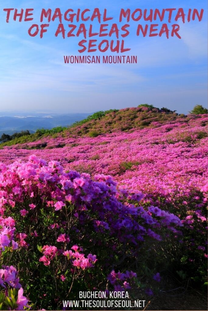 Wonimisan is a Magical Mountain of Azaleas South of Seoul: Wonmisan is a mountain covered in azaleas each spring. Just south of Seoul, it makes spring in the Korea magical. Here's what to see.