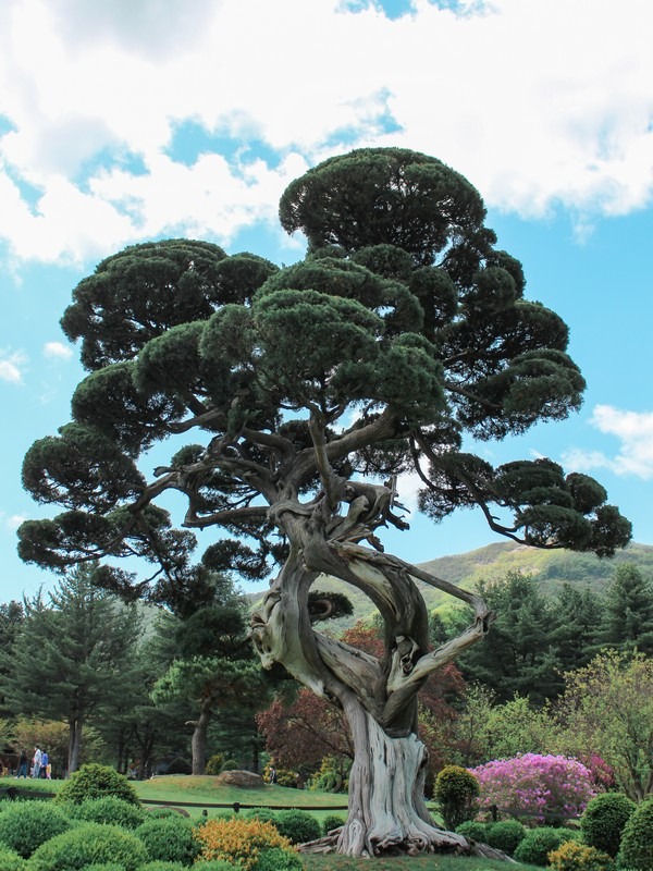 Garden of the Morning Calm, Gapyeong, Korea