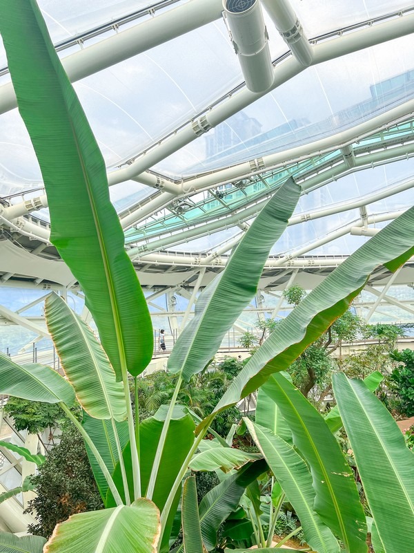 Bucheon Lake Botanical Garden's Supia (부천호수식물원 수피아), Bucheon, Korea: Greenhouse