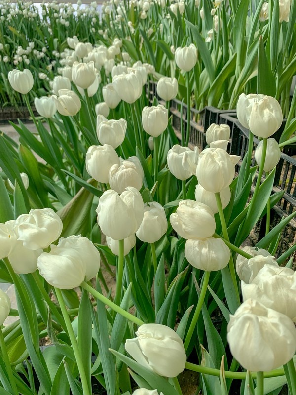 Asan Botanical Garden Greenhouse (세계꽃식물원), Chungcheongnam-do, Korea