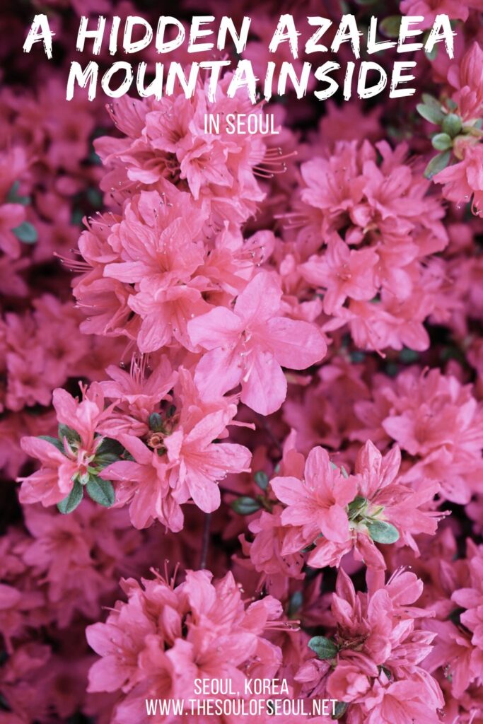 Buramsan Butterfly Garden: A Beautiful Hillside of Azaleas To See In Seoul: Buramsan Mountain has one of the most beautiful azalea covered hillsides in the spring. Find this flower hillside in Seoul, Korea.