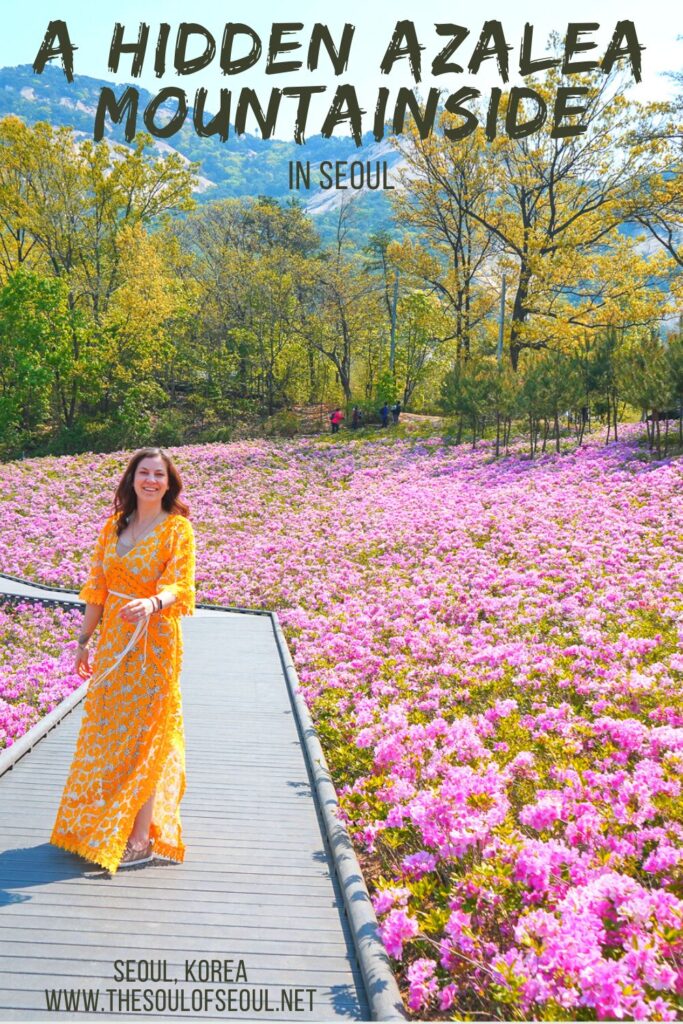 Buramsan Butterfly Garden: A Beautiful Hillside of Azaleas To See In Seoul: Buramsan Mountain has one of the most beautiful azalea covered hillsides in the spring. Find this flower hillside in Seoul, Korea.