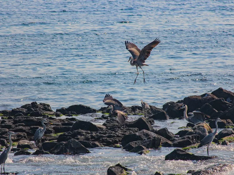 Jeju Island, Korea; birdwatching
