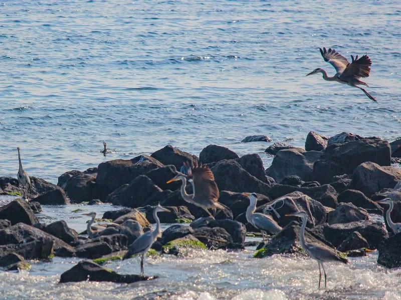 Jeju Island, Korea; birdwatching