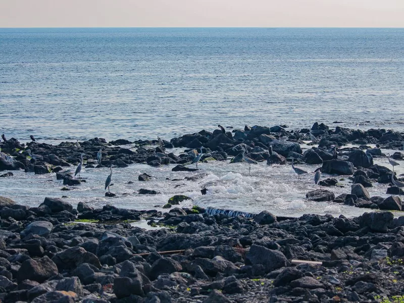 Jeju Island, Korea; birdwatching