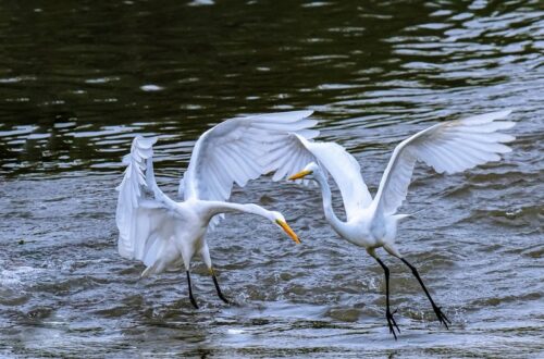 Birdwatching in Korea: common-heron-gf1591f9fb_1280