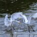 Birdwatching in Korea: common-heron-gf1591f9fb_1280