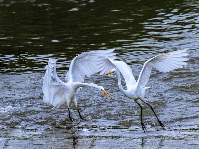 Birdwatching in Korea: common-heron-gf1591f9fb_1280