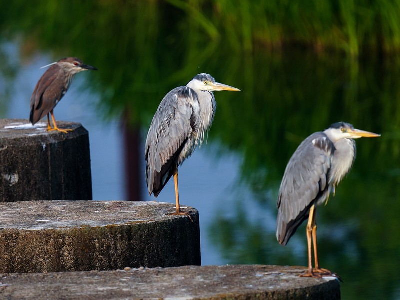 Birdwatching in Korea: common-herons-gfd8a4d5fb_1280