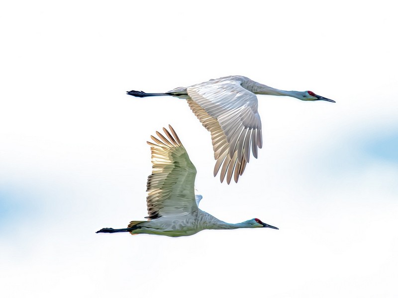 Birdwatching in Korea: cranes-g311e2649b_1280