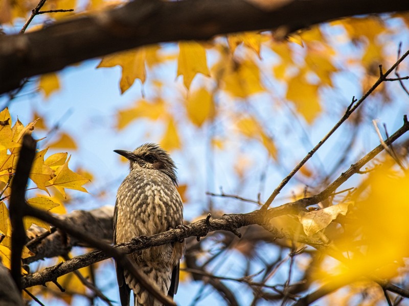 Birdwatching in Korea: dylan-machi-P2sisE9KfEU-unsplash