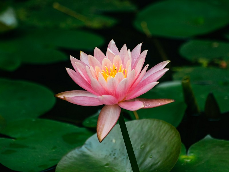 lotus flower