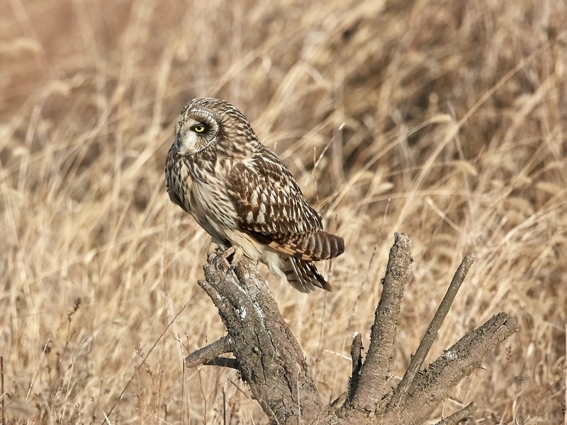 Birdwatching in Korea: mathew-schwartz-IBnekZPGdOg-unsplash