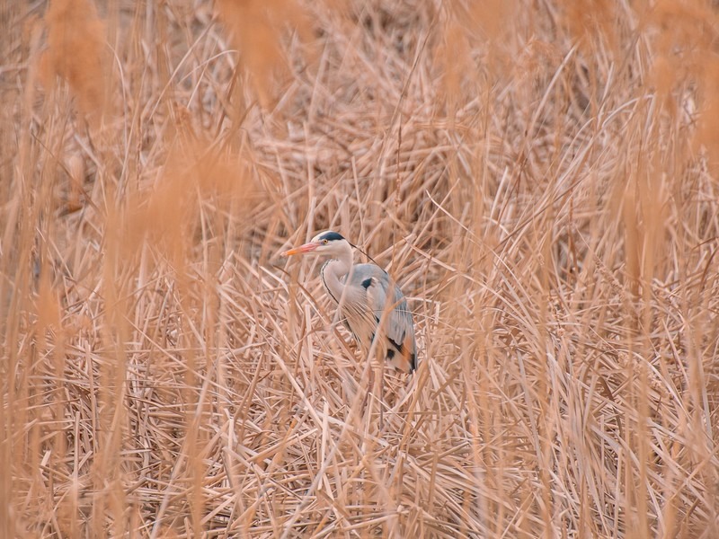 Birdwatching in Korea: ryoo-geon-uk-hmvmkCv1p-4-unsplash