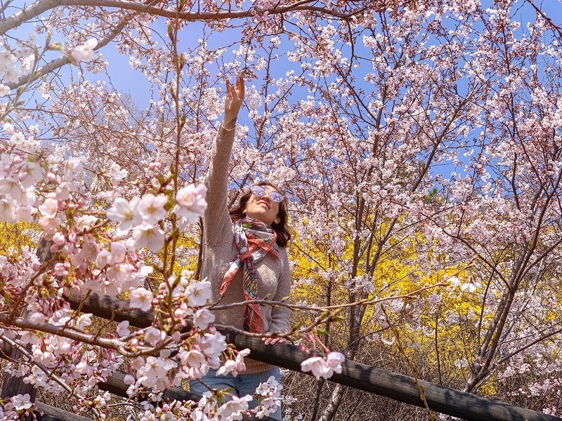 Eungbongsan, Seoul, Korea: Forsythia Flowers, spring in Korea