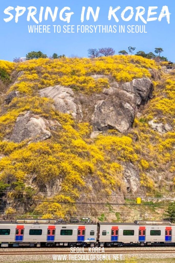 Eungbongsan: Where To See Forsythias This Spring In Korea: Eungbongsan Mountain is a gloriously yellow when it's spring in Korea thanks to the large coverage of forsythia flowers. How to find it!