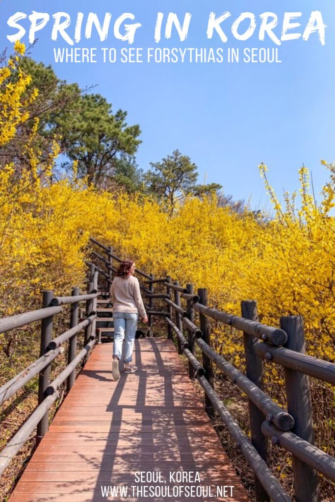 Eungbongsan: Where To See Forsythias This Spring In Korea: Eungbongsan Mountain is a gloriously yellow when it's spring in Korea thanks to the large coverage of forsythia flowers. How to find it!