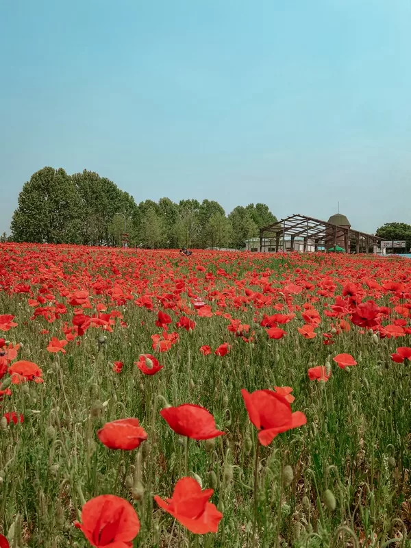 Suwon Tapdong Citizen's Farm (수원탑동시민농장), Gwonseon-gu, Suwon-si, Gyeonggi-do, Korea; red poppy field