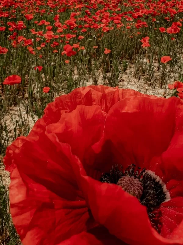 Suwon Tapdong Citizen's Farm (수원탑동시민농장), Gwonseon-gu, Suwon-si, Gyeonggi-do, Korea; red poppy field