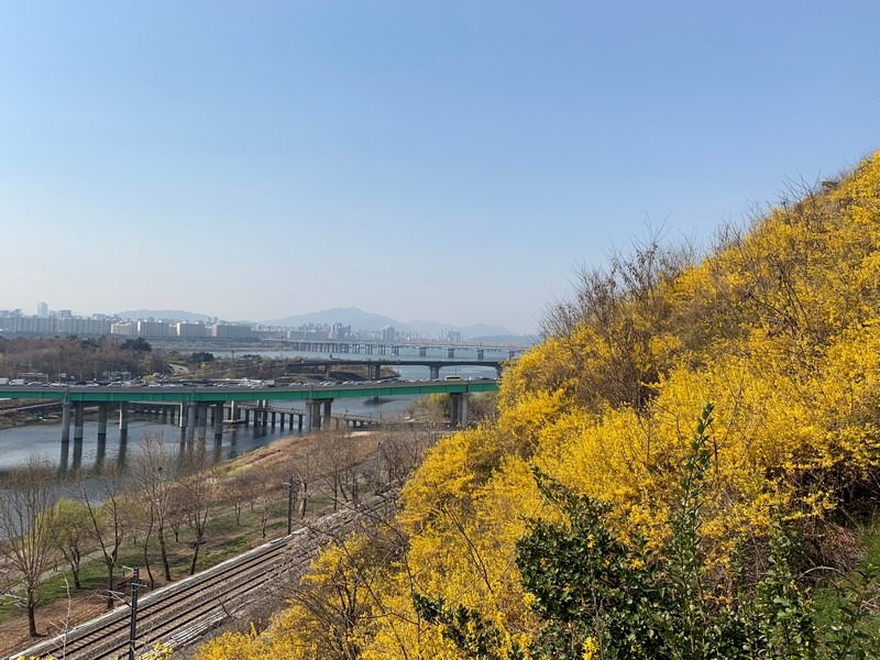 Eungbongsan, Seoul, Korea: Forsythia Flowers, spring in Korea