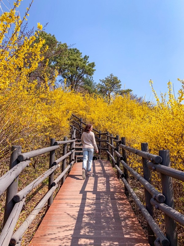 Eungbongsan, Seoul, Korea: Forsythia Flowers, spring in Korea