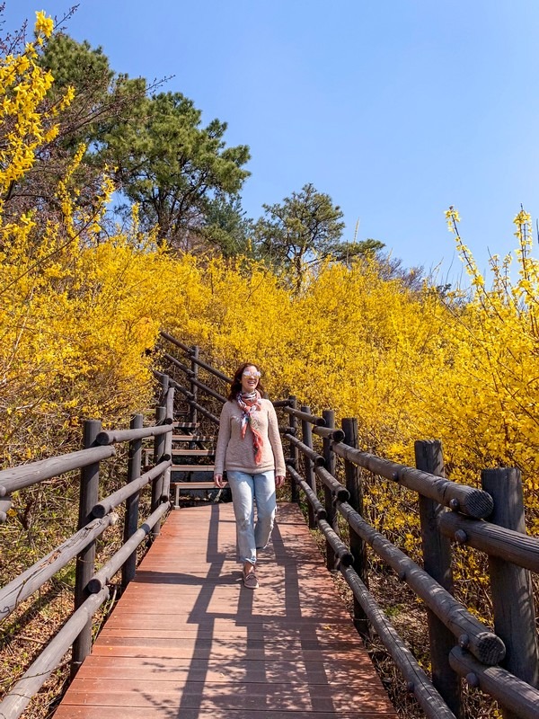 Eungbongsan, Seoul, Korea: Forsythia Flowers, spring in Korea