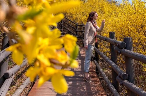 Eungbongsan, Seoul, Korea: Forsythia Flowers, spring in Korea