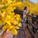 Eungbongsan, Seoul, Korea: Forsythia Flowers, spring in Korea