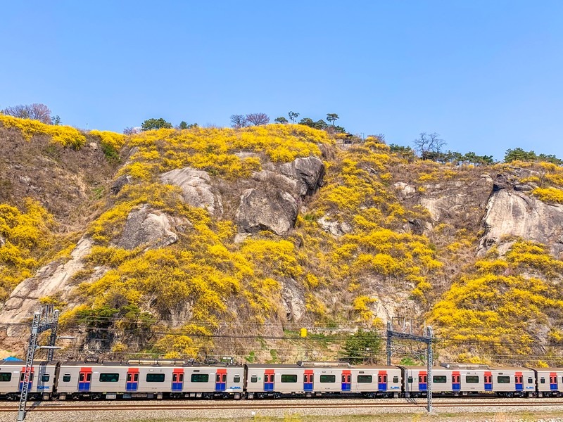 Eungbongsan, Seoul, Korea: Forsythia Flowers, spring in Korea