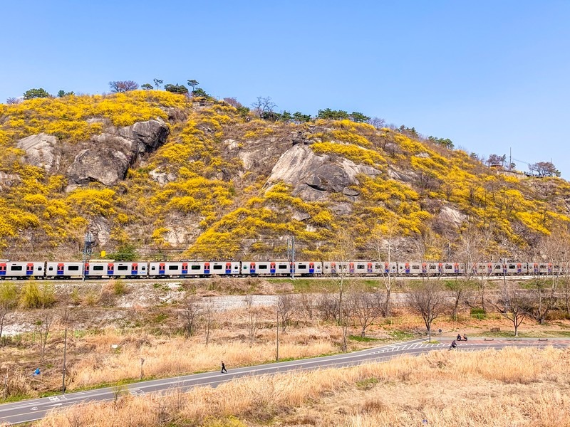 Eungbongsan, Seoul, Korea: Forsythia Flowers, spring in Korea