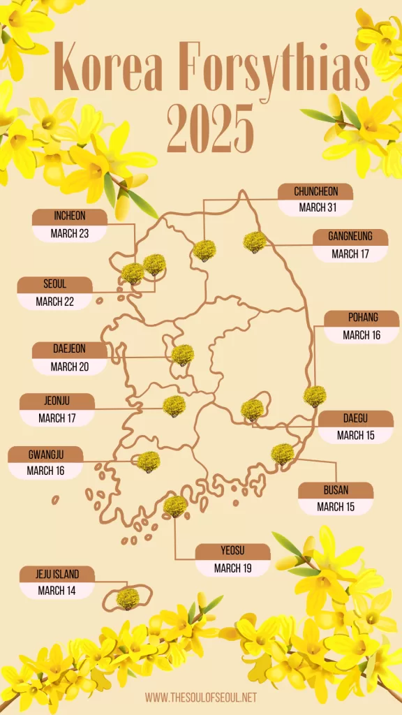 Korea Forsythia Blooming Schedule 2025