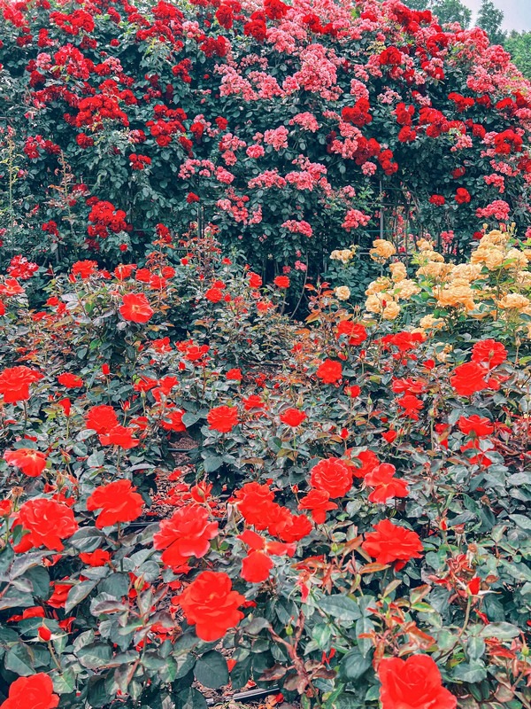 Million Rose Garden in Bucheon (백만송이장미원), Bucheon, Korea