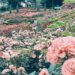 Million Rose Garden in Bucheon (백만송이장미원), Bucheon, Korea