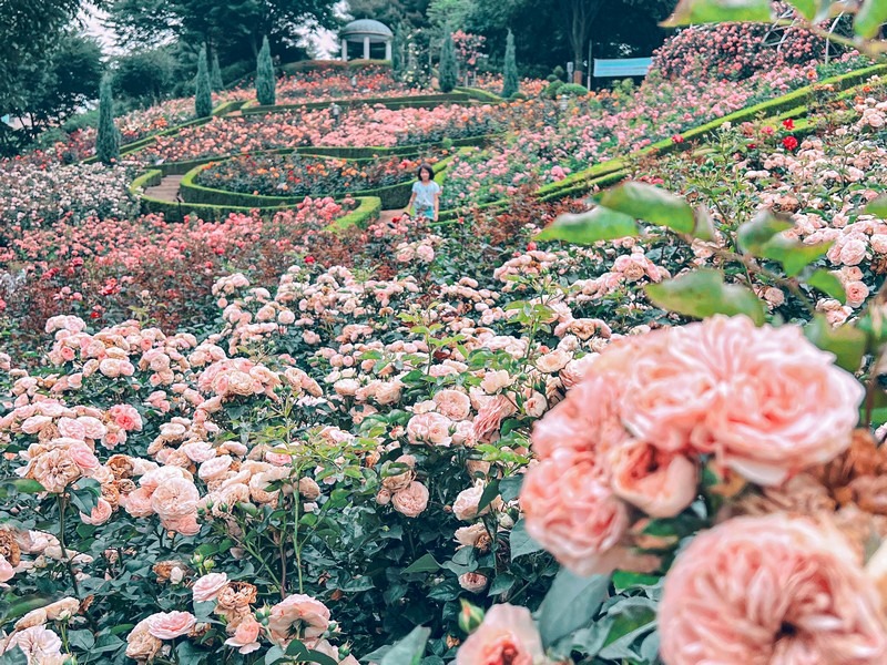 The One Million Rose Garden To See Near Seoul – The Soul of Seoul
