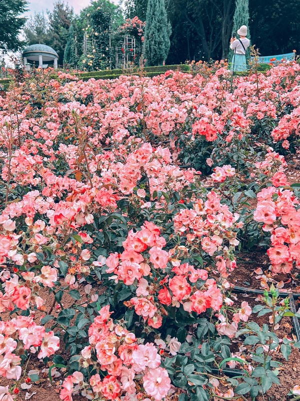 Million Rose Garden in Bucheon (백만송이장미원), Bucheon, Korea