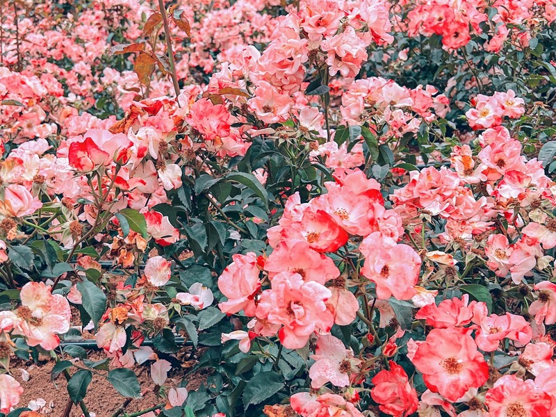 Million Rose Garden in Bucheon (백만송이장미원), Bucheon, Korea