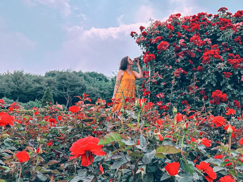 Million Rose Garden in Bucheon (백만송이장미원), Bucheon, Korea