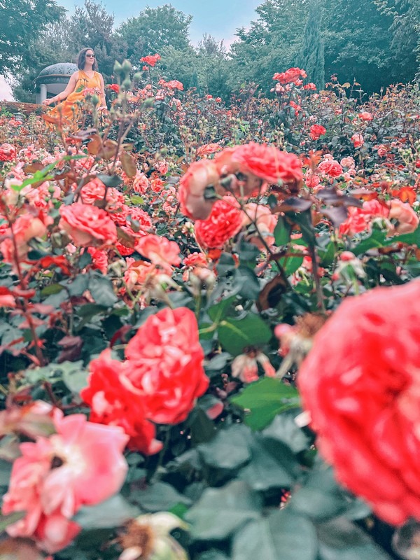 Million Rose Garden in Bucheon (백만송이장미원), Bucheon, Korea