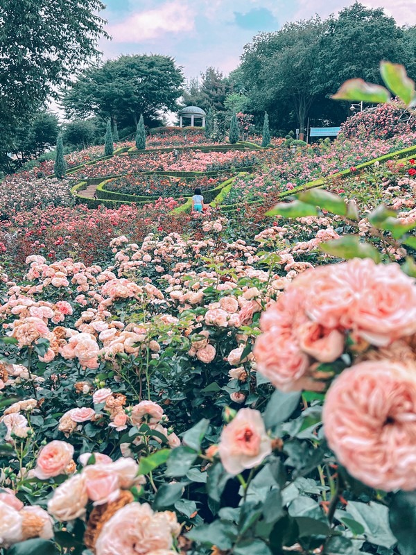 Million Rose Garden in Bucheon (백만송이장미원), Bucheon, Korea