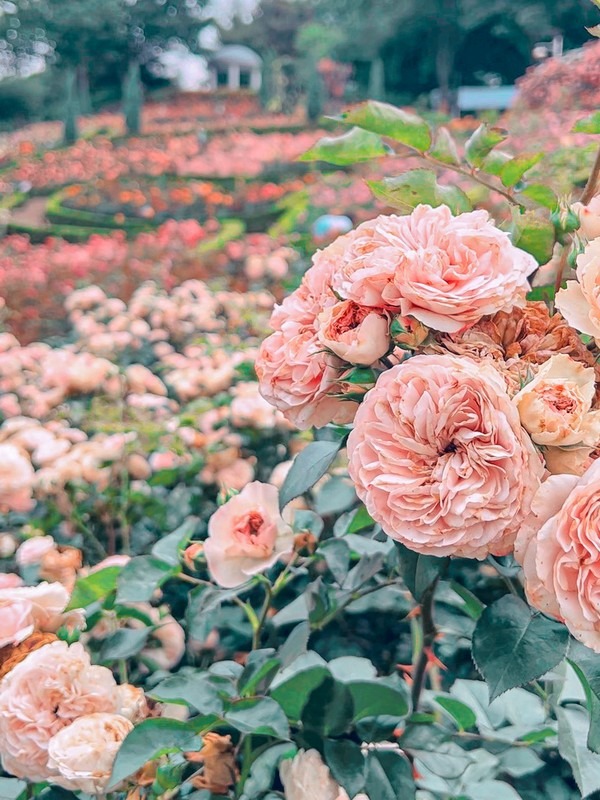 Million Rose Garden in Bucheon (백만송이장미원), Bucheon, Korea