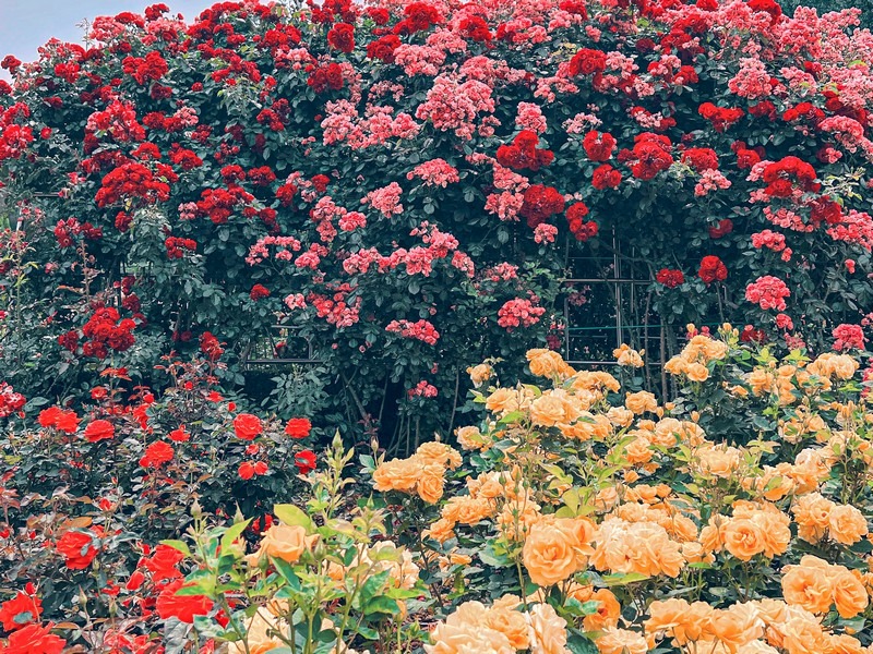 Million Rose Garden in Bucheon (백만송이장미원), Bucheon, Korea