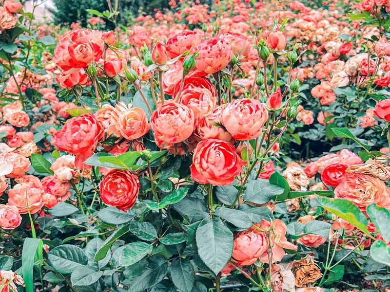 Million Rose Garden in Bucheon (백만송이장미원), Bucheon, Korea